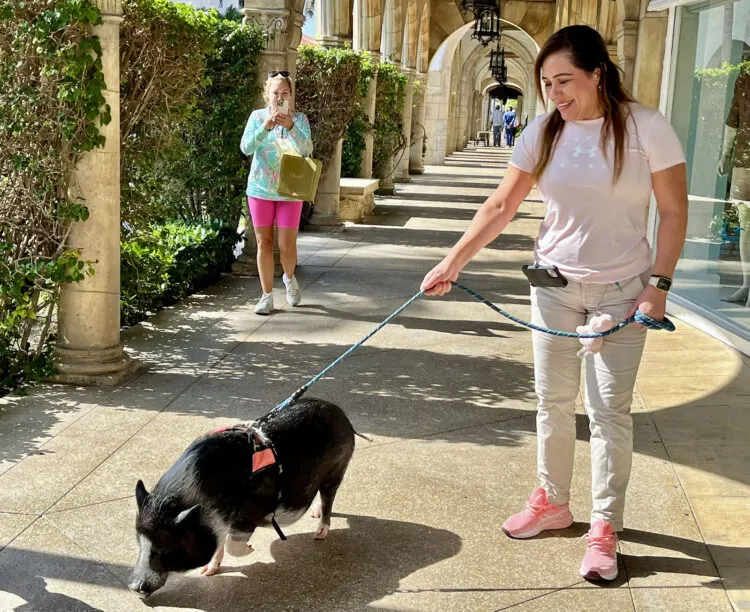 If you're lucky, you'll see Mona Lisa the miniature pig on a walk along Worth Avenue. Mona Lisa lives in the apartment where Addison Mizner originally lived. (Photo: Bonnie Gross)